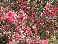 Besuch des Privatgartens der Familie Skinner