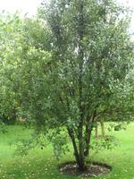 Besuch des Privatgartens der Familie Skinner