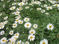 Besuch des Privatgartens der Familie Skinner