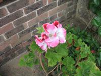 Besuch des Privatgartens der Familie Skinner