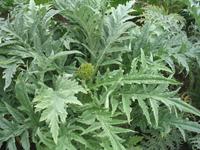 Besuch des Privatgartens der Familie Miles