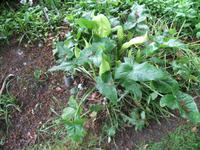 Besuch des Privatgartens der Familie Miles