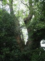 Besuch des Privatgartens der Familie Miles