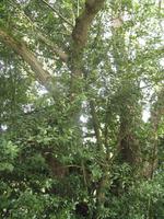 Besuch des Privatgartens der Familie Miles