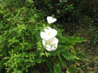 Besuch des Privatgartens der Familie Miles