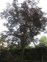 Besuch des Privatgartens der Familie Miles