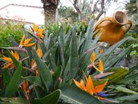 Forio, Park Hotel Terme Mediterraneo