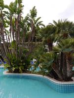 Forio, Park Hotel Terme Mediterraneo