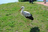 Storch in Litauen 