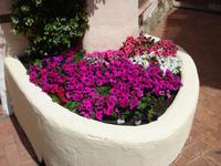 Blumen in Porto Cervo