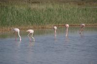 Flamingos