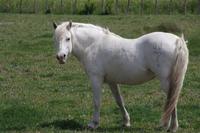 Camargue-Pferd