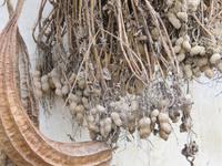 Yangshou - Fahrt durch Bauernland - Bauernhof