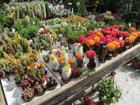 Blumenmarkt in Heraklion (2)