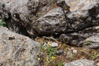 Eidechse in der Samaria Schlucht