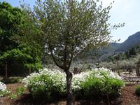 Die Gärten von Alfabia 