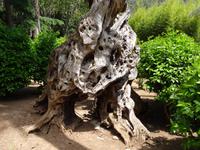 Die Gärten von Alfabia 