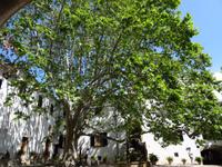 Die Gärten von Alfabia 