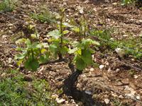 Weinrebe der Lage Clos de Vougeot