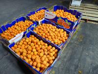 Verpackungsfabrik für Orangen