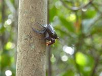 Naturpark Ding Darling