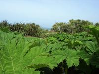 Vauville Jardin Botanique