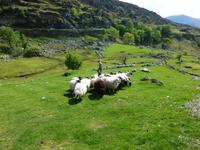 Kissane Sheepfarm