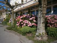 Hafen von Lindau, Blumenschmuck vor einem Restaurant