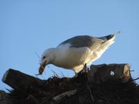 Möwe baut sich ein Nest