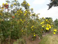 Europa Rosarium Sangerhausen