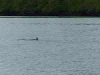 053 Irrawaddy-Delfin, Santubong, Kuching Wetlands Nationalpark, Borneo, Malaysia