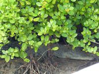 059 Salzwasserkrokodil, Santubong, Kuching Wetlands Nationalpark, Borneo, Malaysia