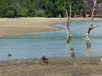 109 Bartschwein, Bako Nationalpark, Borneo, Malaysia