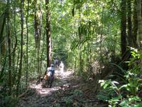 116 Delima Trail, Bako Nationalpark, Borneo, Malaysia