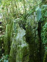196 Gunung Mulu Nationalpark, Borneo, Malaysia