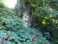 223 Pagodenblume, Gunung Mulu Nationalpark, Borneo, Malaysia