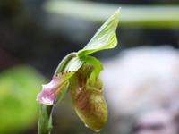 258 Orchidee, Kinabalu Nationalpark, Sabah, Borneo, Malaysia