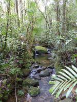 259 Kinabalu Nationalpark, Sabah, Borneo, Malaysia