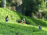 355 Teeplantage, Cameron Highlands, Malaysia