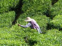361 Teeplantage, Cameron Highlands, Malaysia