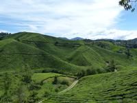 362 Teeplantage, Cameron Highlands, Malaysia