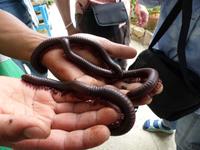 378 Tausendfüßler, Schmetterlingsfarm, Cameron Highlands, Malaysia