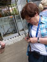 383 Schmetterlingsfarm, Cameron Highlands, Malaysia