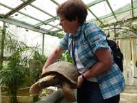 390 Landschildkröte, Schmetterlingsfarm, Cameron Highlands, Malaysia