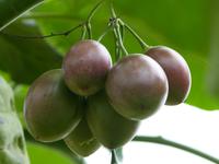 395 Maracujas, Schmetterlingsfarm, Cameron Highlands, Malaysia