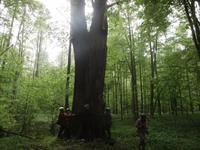 es brauchte 6 Personen um diese gewaltige Eiche zu umarmen