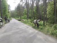 polnische Wildpferde die wir im Wald trafen