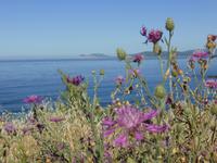 Blick zum Capo Caccia