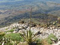 bald blühende Agave