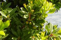 Erdbeerbaum